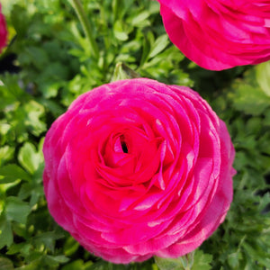 Ranunculus 5" Pots, Assorted Colors, Pick up March 22 or 23, 2024