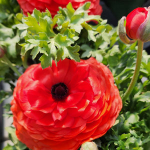 Ranunculus 5" Pots, Assorted Colors, Pick up March 22 or 23, 2024