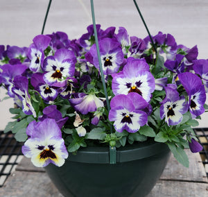 10" Pansy Hanging Basket, Assorted Colors, Pick up March 29 or 30, 2024