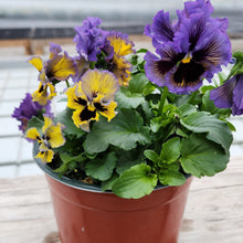 6.5" Pansy Pot, Assorted Colors, Pick up March 29 or 30, 2024