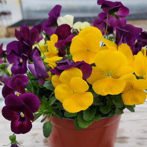 6.5" Pansy Pot, Assorted Colors, Pick up March 29 or 30, 2024