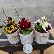 Pansy 5" Watering Can Planter, Assorted Styles, Pick up March 29 or 30, 2024