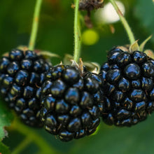 Blooms & Berries Blackberries Flat Pre-Order