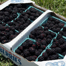 Blooms & Berries Blackberries Flat Pre-Order