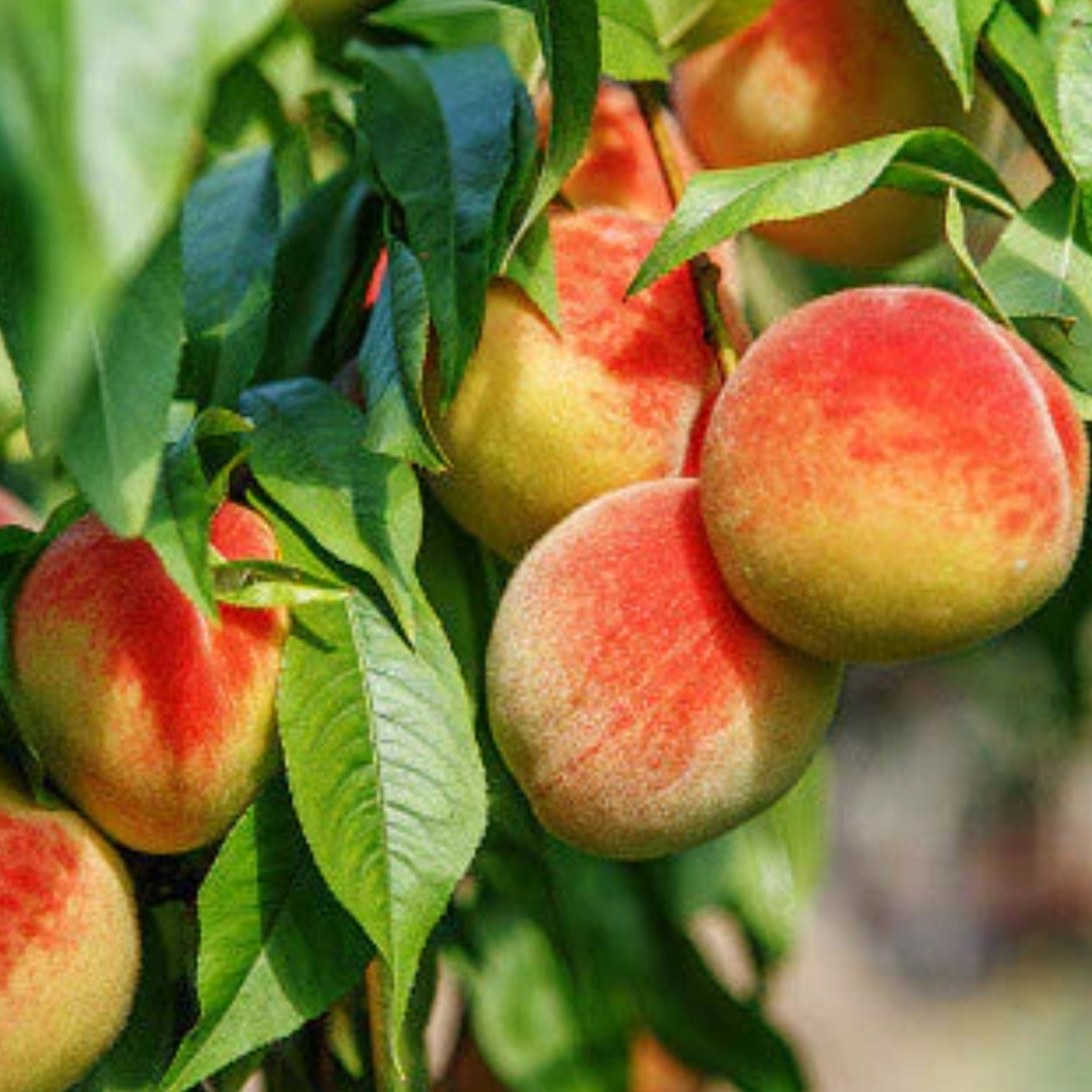 West Virginia Peaches 1/2 Bushel Pre-Order 2025