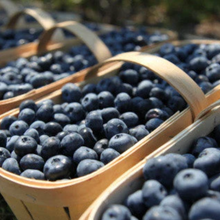 Fresh Michigan Blueberries 10 lbs Pre-Order 2025