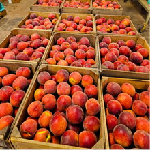 West Virginia Peaches 1/2 Bushel Pre-Order 2025