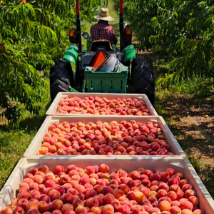West Virginia Peaches 1/2 Bushel Pre-Order 2025