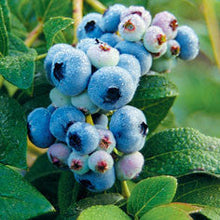 Fresh Michigan Blueberries 10 lbs Pre-Order 2025