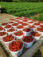 Fresh Picked Strawberries