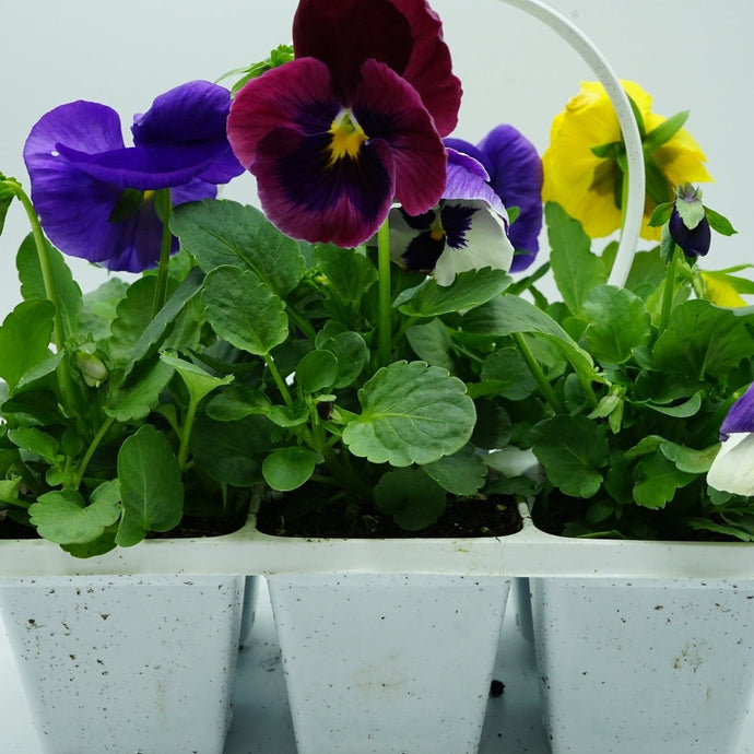 6-Count Pansy Market Basket, Assorted Colors, Pick up March 29 or 30, 2024