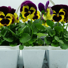 6-Count Pansy Market Basket, Assorted Colors, Pick up March 29 or 30, 2024