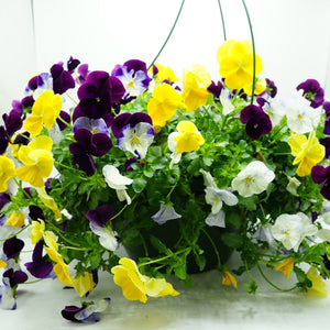 10" Pansy Hanging Basket, Assorted Colors, Pick up March 29 or 30, 2024